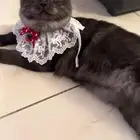 مطلوب قط ذكر للتزاوج