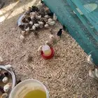 صيصان لوهماننن