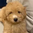 Pure mini poodle