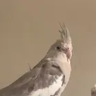 انثى كروان طحينيه نوادر