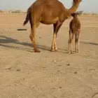 خلفه مصغر ساحليه زين وحليب