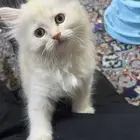 قط شيرازي للتبني