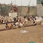 للبيع جملة دجاج بلدي وفيومي العدد فوق 1000