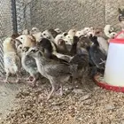 صوص دجاج عمر شهر