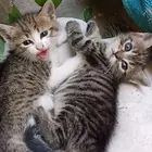 فندقه قطط