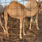 للبيع بكره بنت سياف بعير عيال عميره