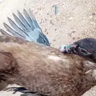 بط بلدي لاحم