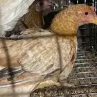 تم البيع لله يبارك لشاري ويعوض البايع .