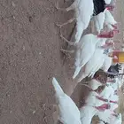 دجاح رومي