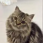 قط للتبني بالدمام