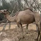 ابل للبيع