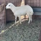 طلي رفيدي