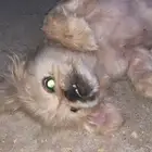 كلب تبني