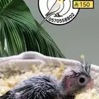 فرخ كوكتيل