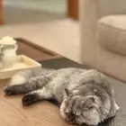 قطة