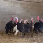 دجاج رومي
