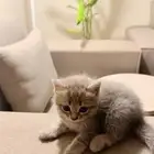 قطه كيتن عمرها 3 شهور لعوبه ومرحه