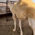 قعود لباني العمر 6 شهور