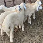 طليان