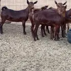 جفار جذعات دهم صنف