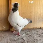 حمام مشكل