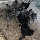 دجاج بلدي براهما