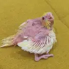 فرخ كروان لاتينو