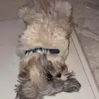 المروج