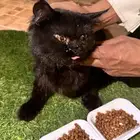 قط ضايع للتبني