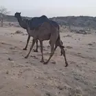 قعودللبيع