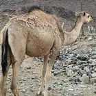 بكره جذعه