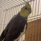 ذكر كروان باستل