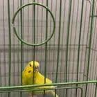 طير بادجي