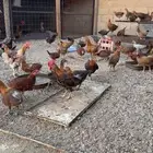فروخ دجاج