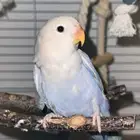 روز للبيع