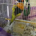 للبيع ببغاء لوري ملون وجميل