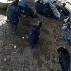 بط بلدي