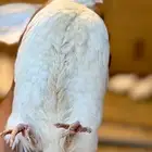 بيض سمان تكساس