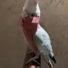 كوكاتو قالا