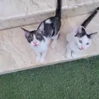 قطط بلدية للتبني