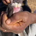 ثلاث معزا عوارض