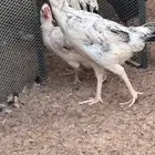 ديك ودجاجة سندي بيور