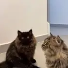 قطط