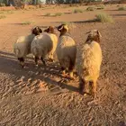 طليان للبيع