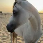 حصان واهو