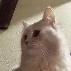 قطط للتبني بالخفجي