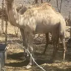 بكره رباع