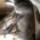 جرو كلب الذئب wolf dog
