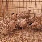 قطا نغاق للبيع
