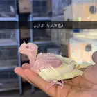فروخ كروان مستويات طيبة